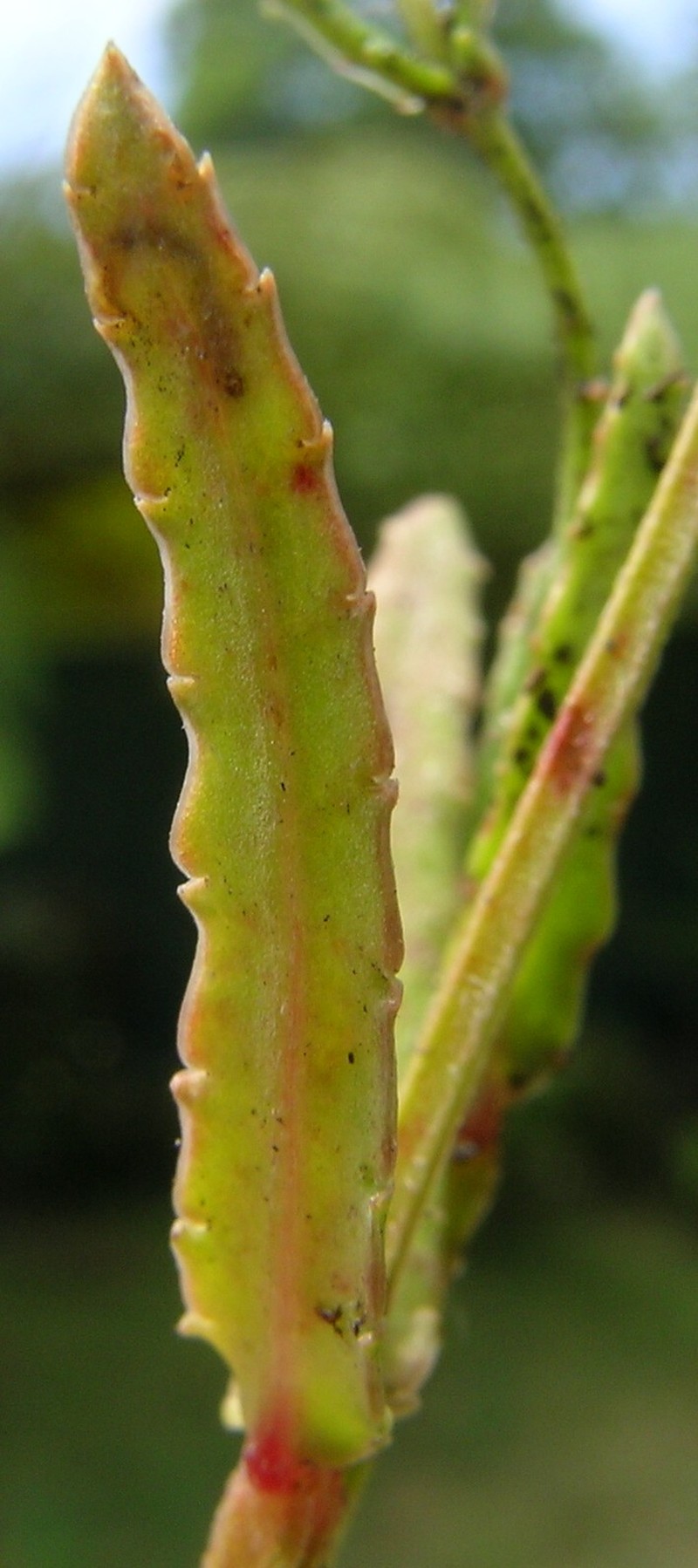 Chinese Raspwort