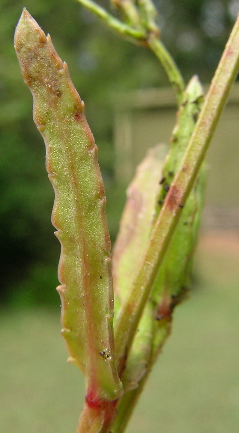 Chinese Raspwort photo 2