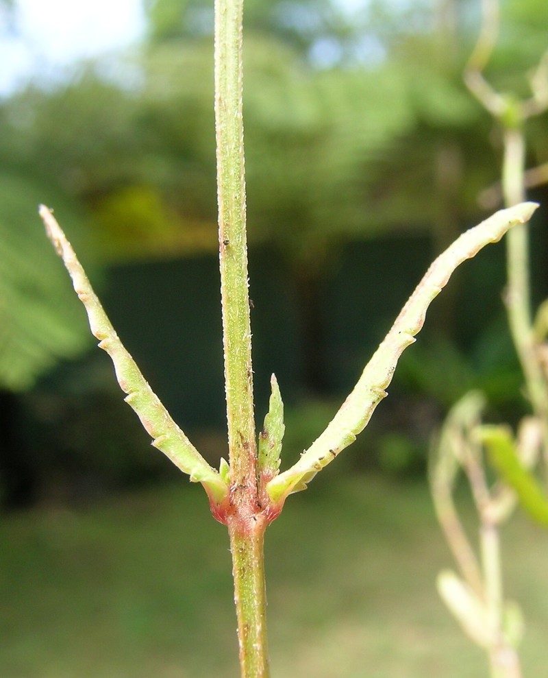Chinese Raspwort photo 3