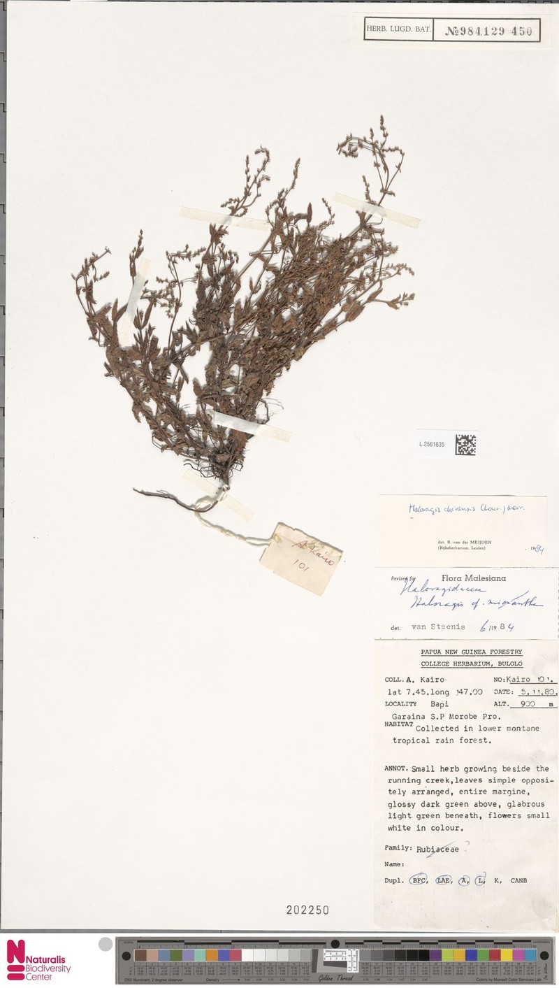 Gonocarpus chinensis subsp. chinensis