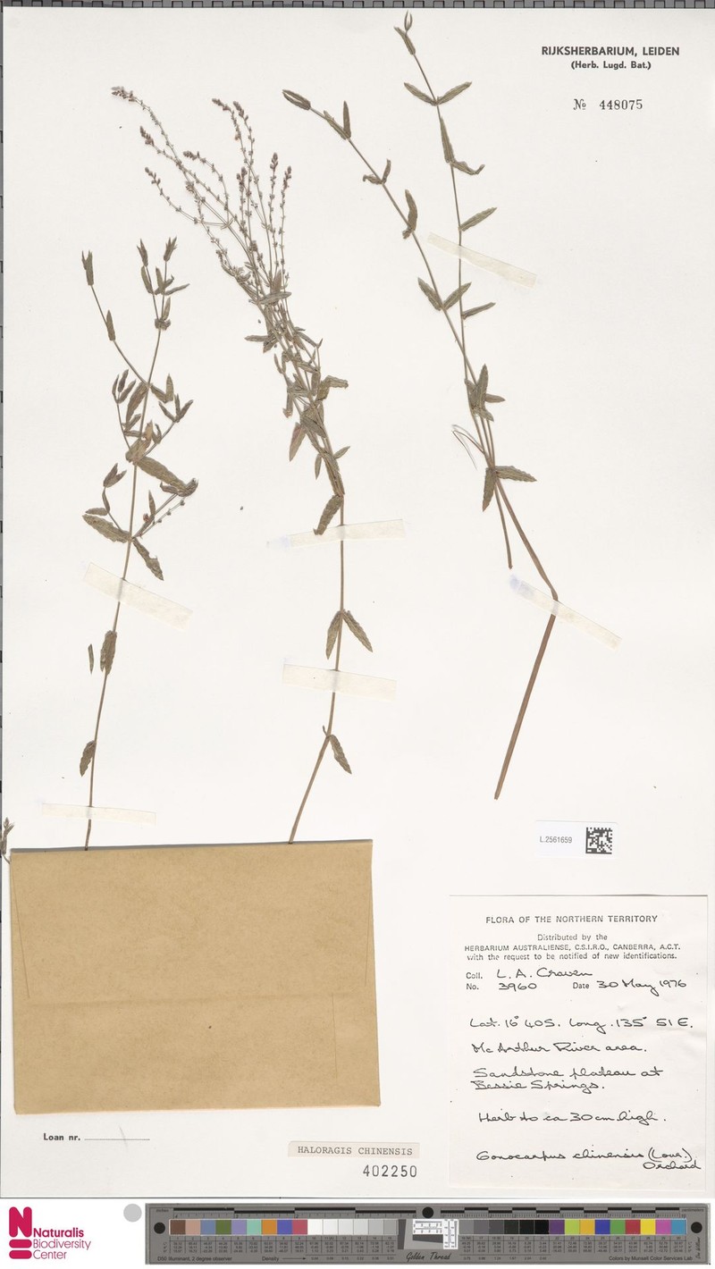 Gonocarpus chinensis subsp. chinensis photo 3