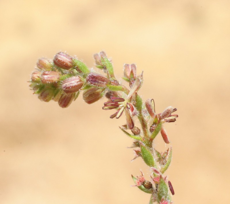Gonocarpus confertifolius var. confertifolius