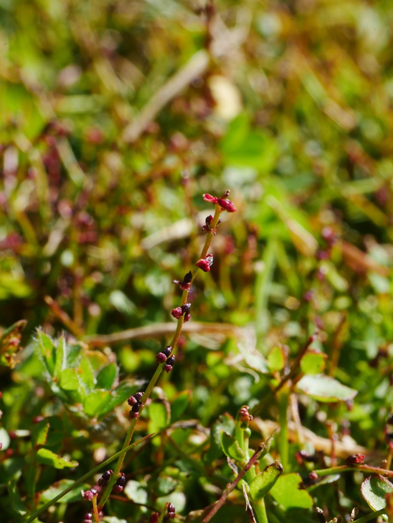 Gonocarpus micranthus subsp. micranthus photo 2