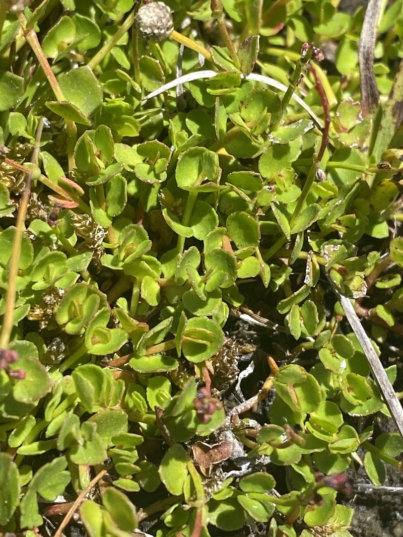 Gonocarpus micranthus subsp. micranthus photo 3