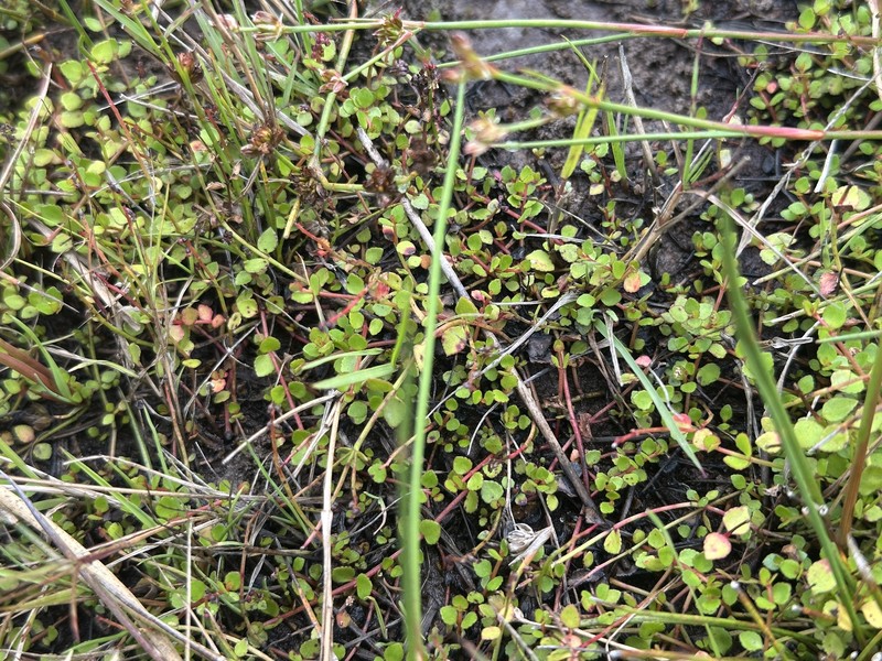 Gonocarpus micranthus subsp. micranthus photo 4