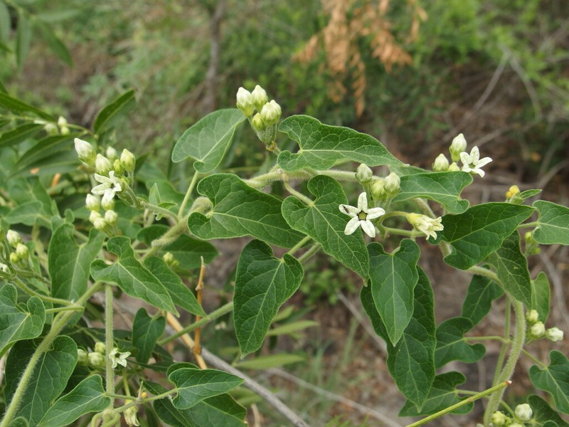 Arizona Milkvine