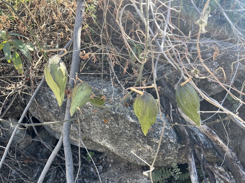 Arizona Milkvine photo 2
