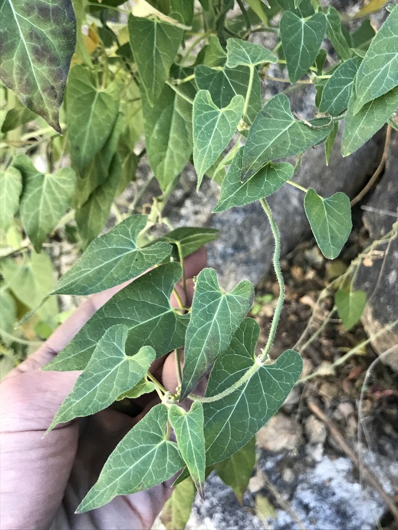 Arizona Milkvine photo 3