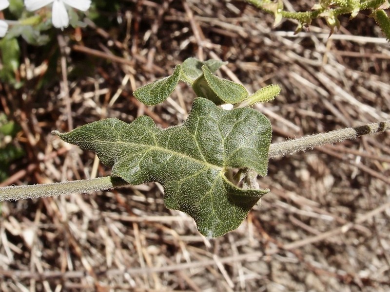 Arizona Milkvine photo 4