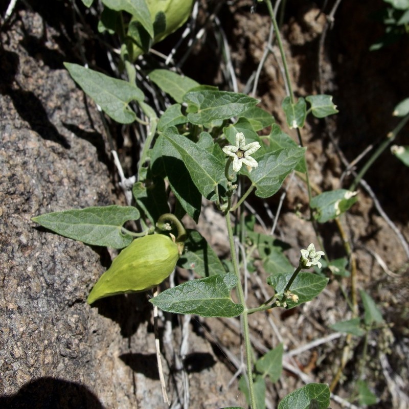 Arizona Milkvine photo 5