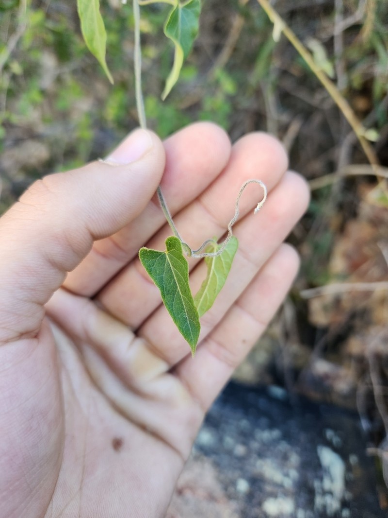 Arizona Milkvine photo 6
