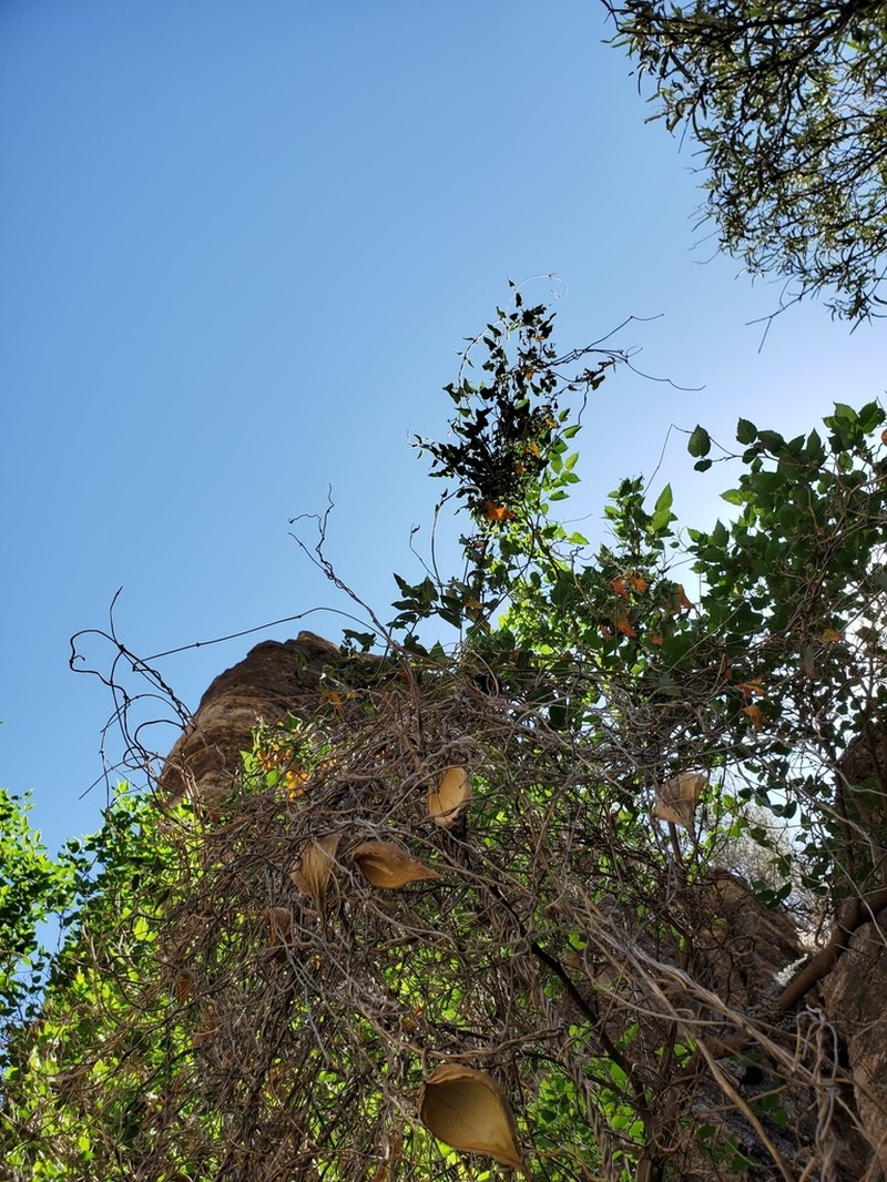 Arizona Milkvine photo 7