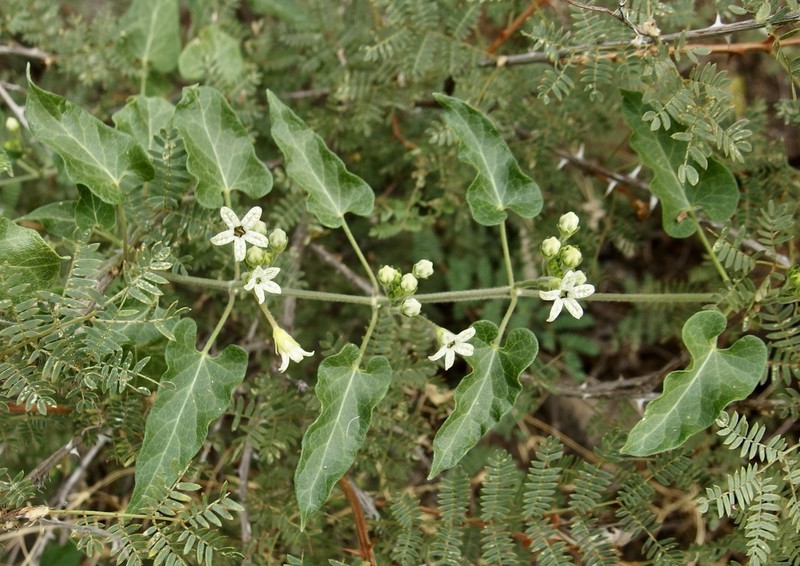Arizona Milkvine photo 8