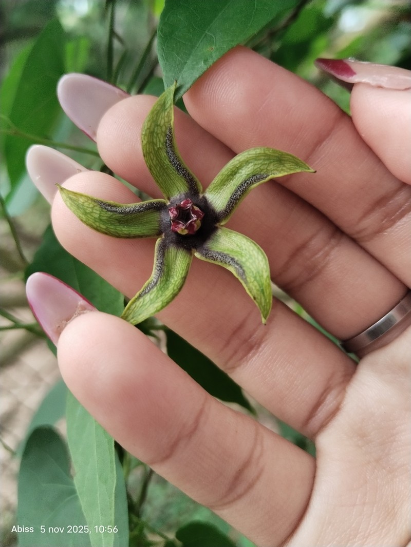 Gonolobus caamalii
