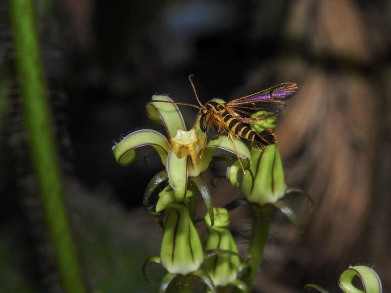 Gonolobus espejoi