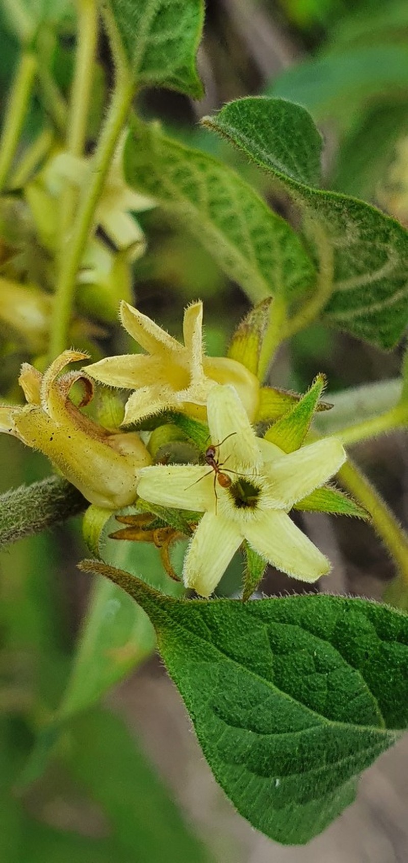 Gonolobus gonzaleziarum photo 3