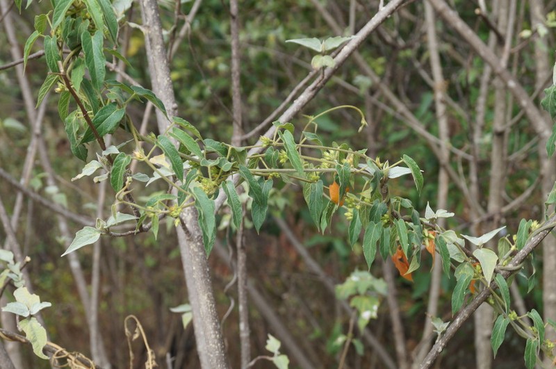 Gonolobus gonzaleziarum photo 4