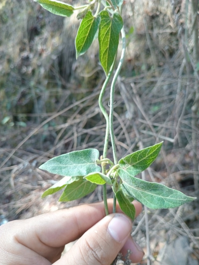 Gonolobus gonzaleziarum photo 6