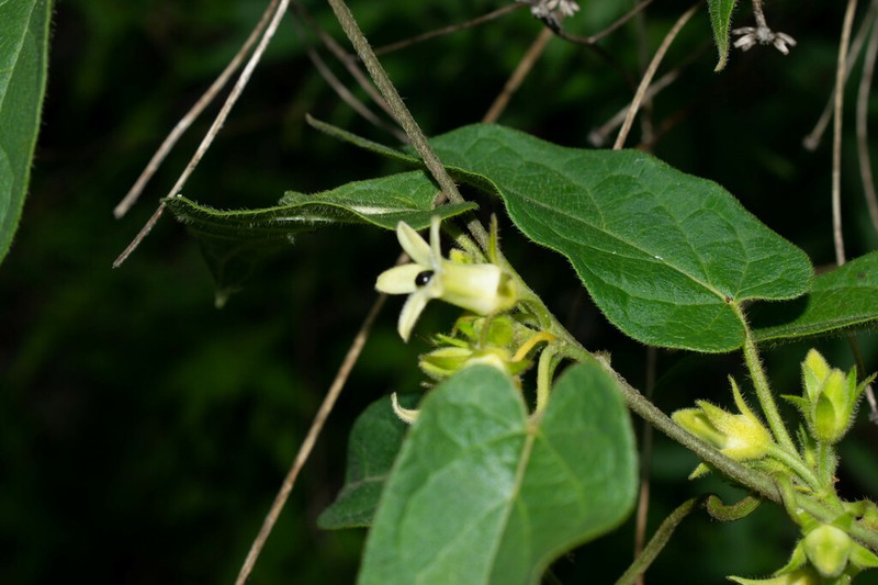 Gonolobus gonzaleziarum photo 8