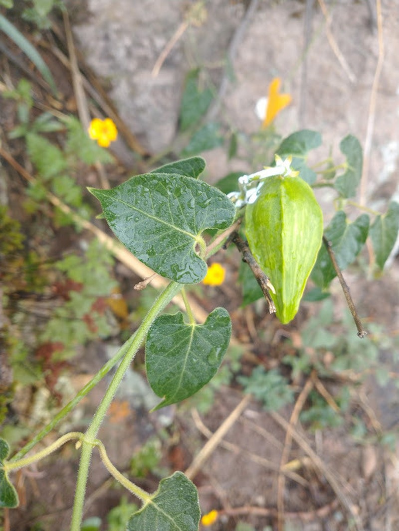 Gonolobus imladrisanthus