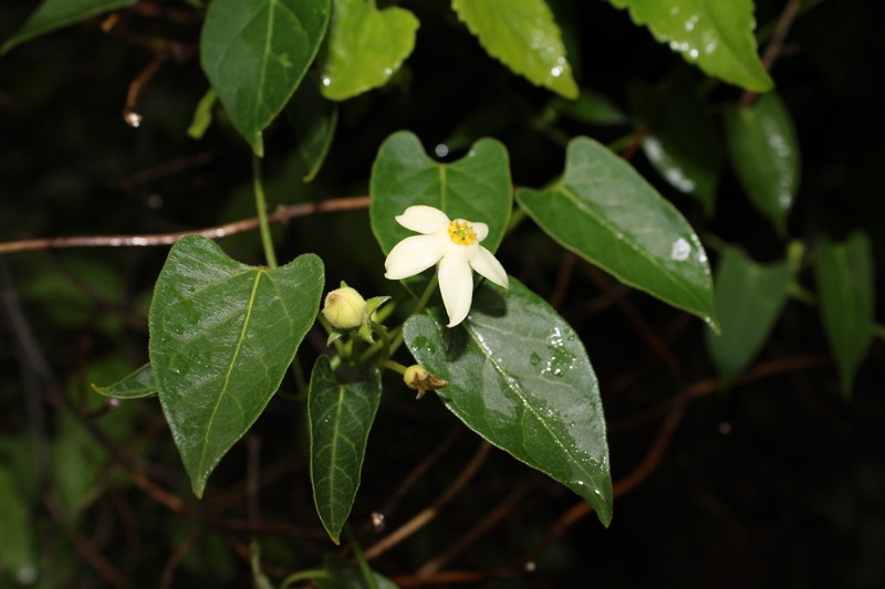Gonolobus imladrisanthus photo 2