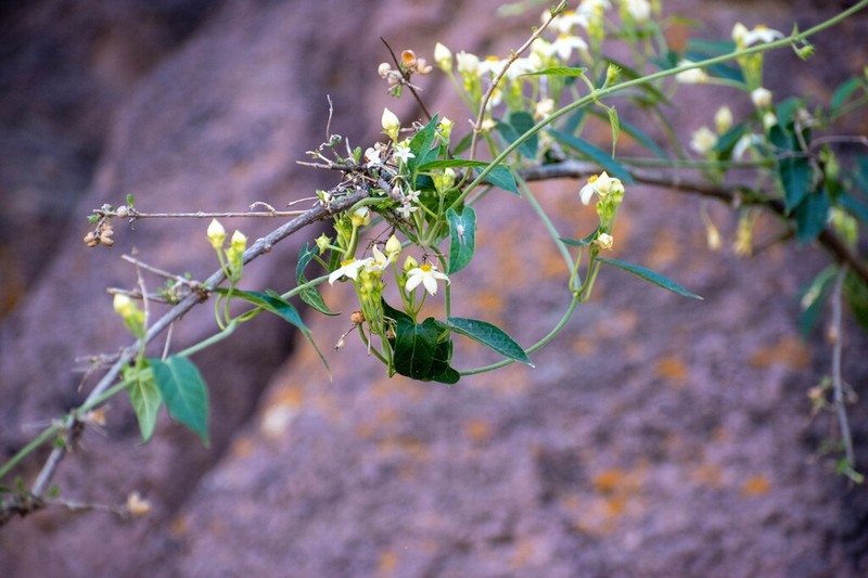 Gonolobus imladrisanthus photo 3