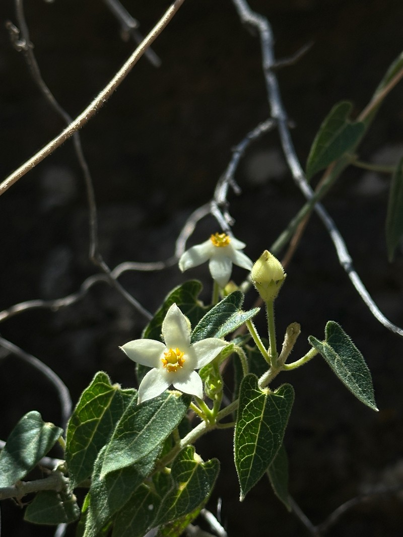Gonolobus imladrisanthus photo 8