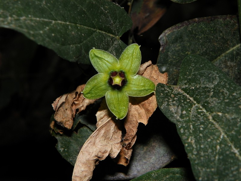 Gonolobus leotzinii photo 2