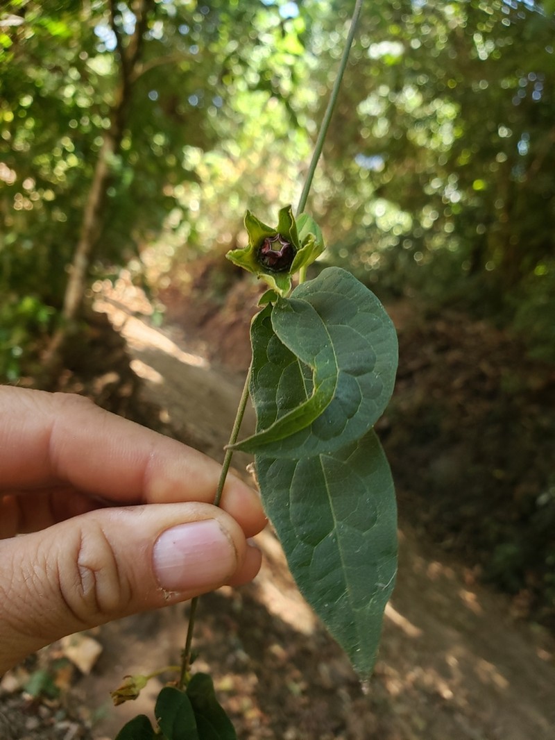 Gonolobus leotzinii photo 3