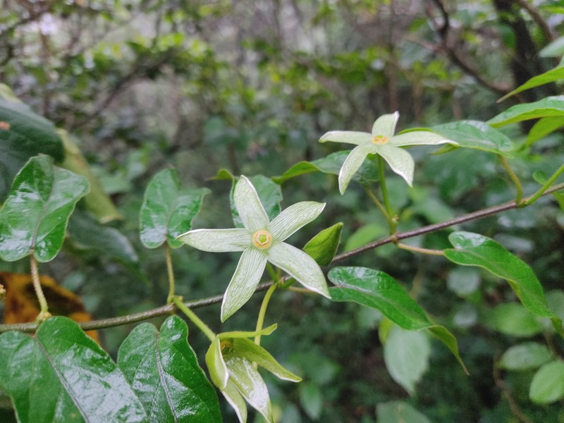 Gonolobus lozadae photo 8