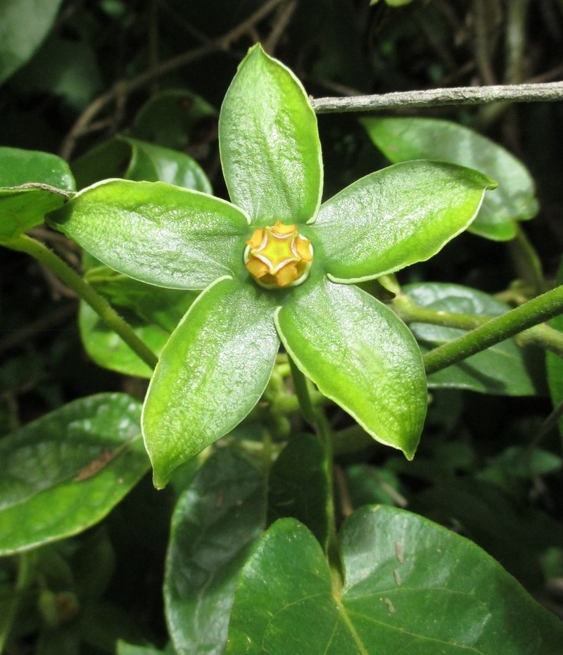 Gonolobus rumihuilcanus photo 2