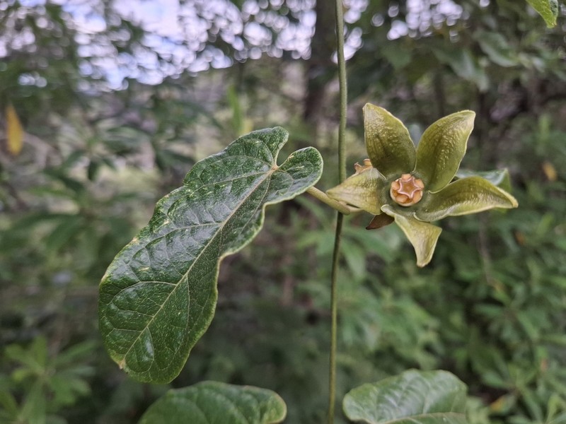 Gonolobus rumihuilcanus photo 3