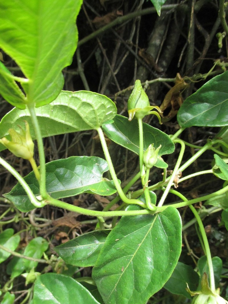 Gonolobus rumihuilcanus photo 4