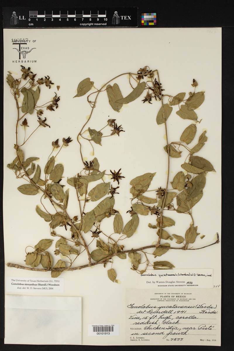 Gonolobus stenanthus subsp. yucatanensis