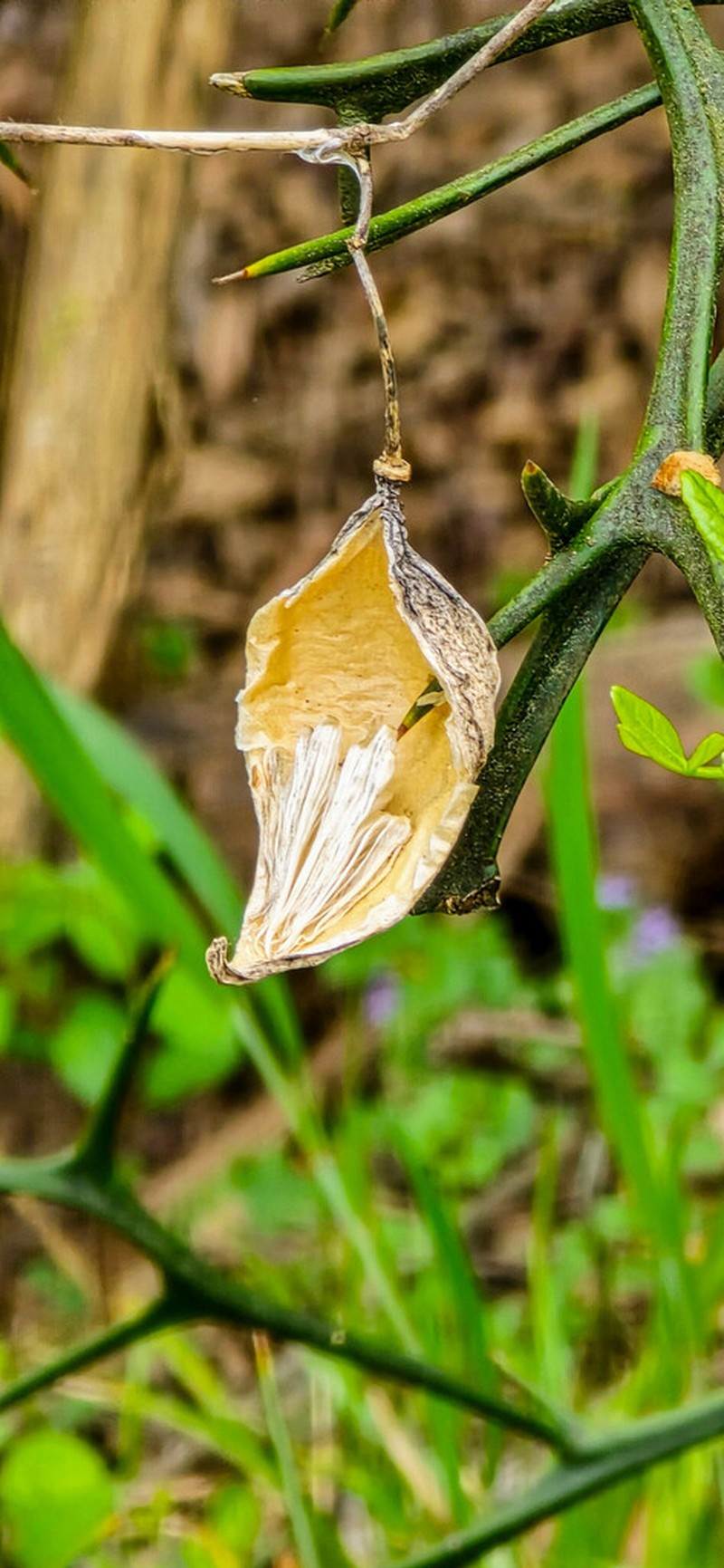 Gonolobus suberosus photo 3