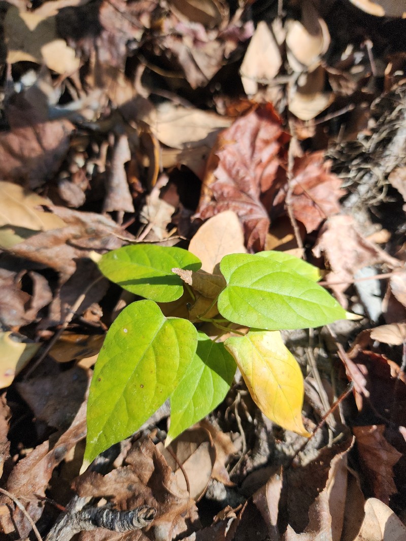 Angularfruit Milkvine