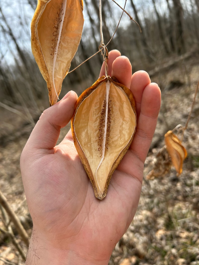 Angularfruit Milkvine photo 2
