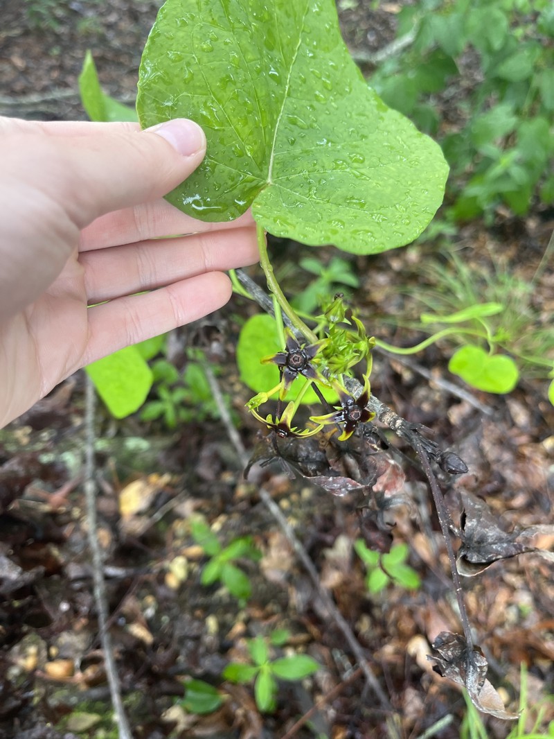 Angularfruit Milkvine photo 3