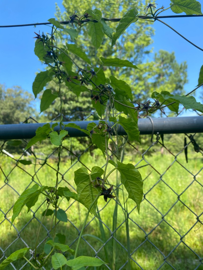 Angularfruit Milkvine photo 4