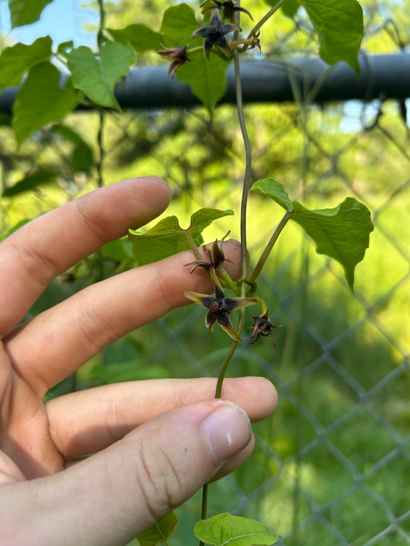 Angularfruit Milkvine photo 5