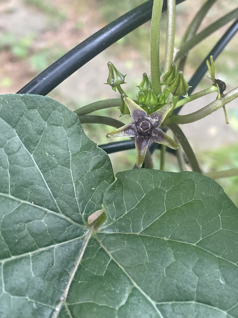 Angularfruit Milkvine photo 6
