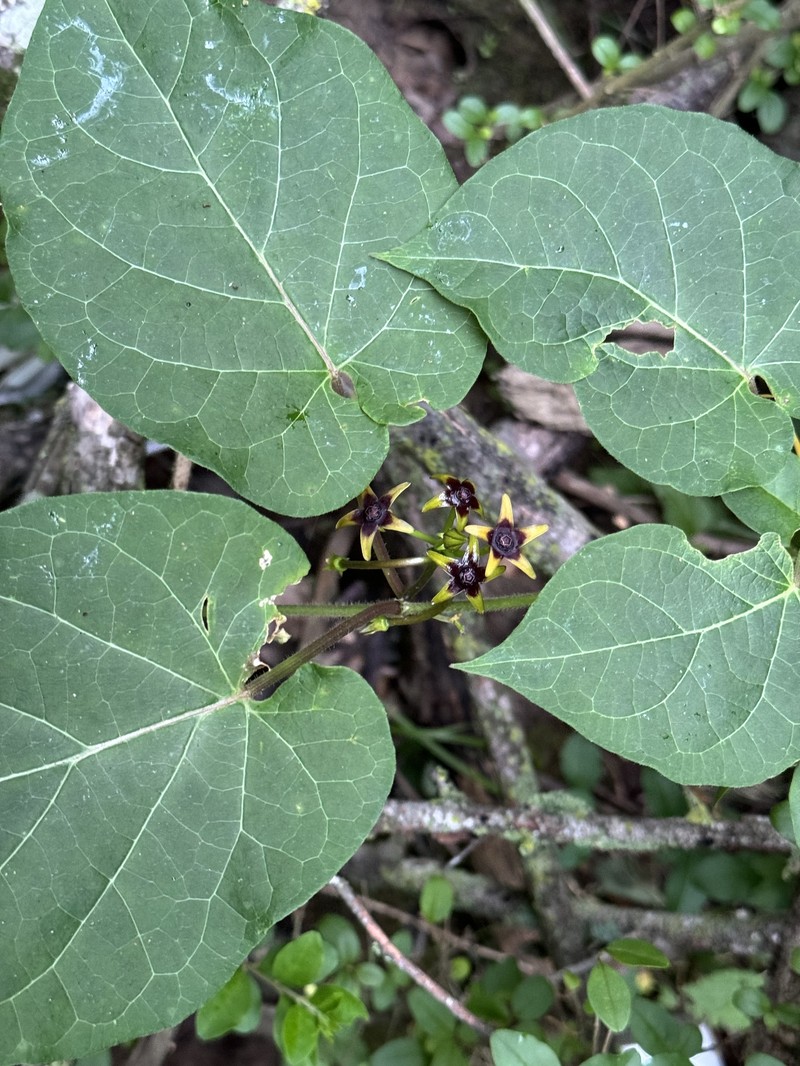 Angularfruit Milkvine photo 7