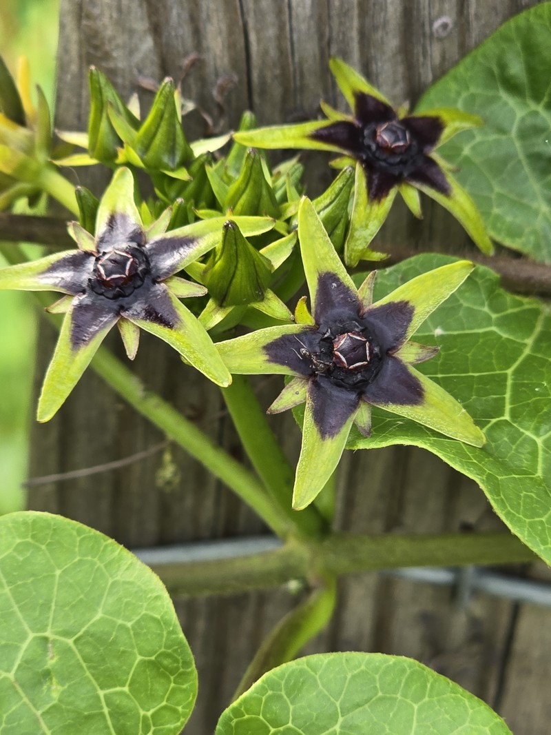 Angularfruit Milkvine photo 8