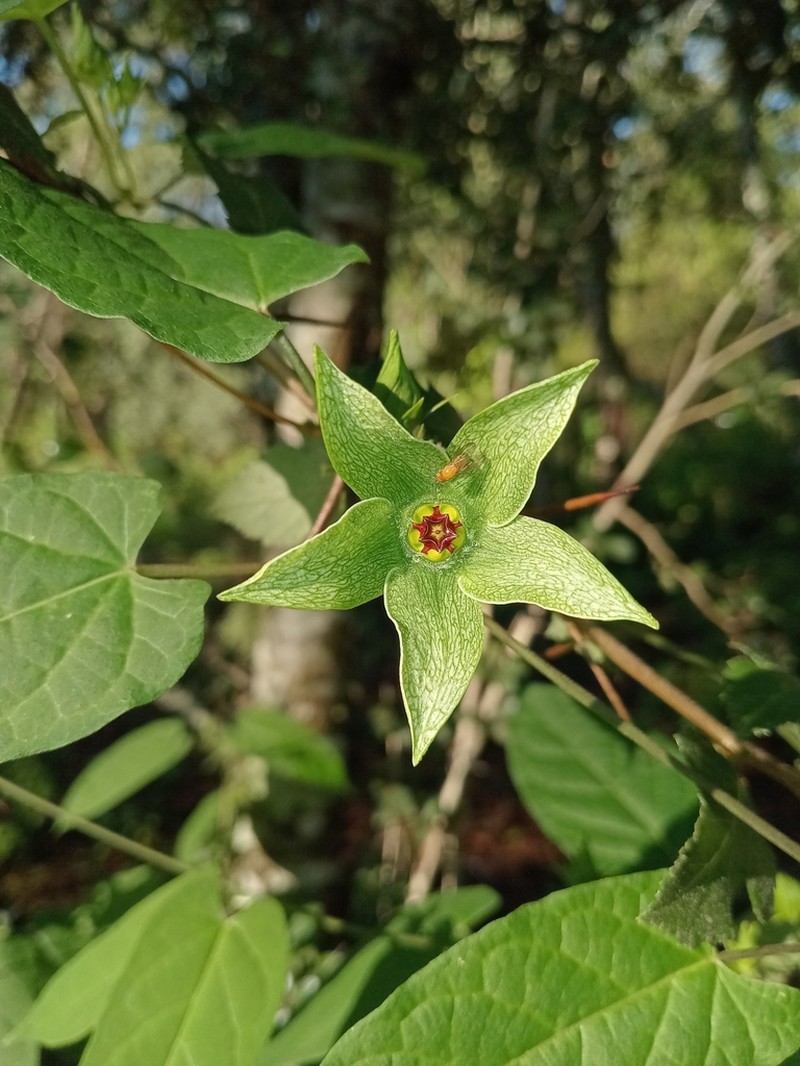 Gonolobus villasenorii