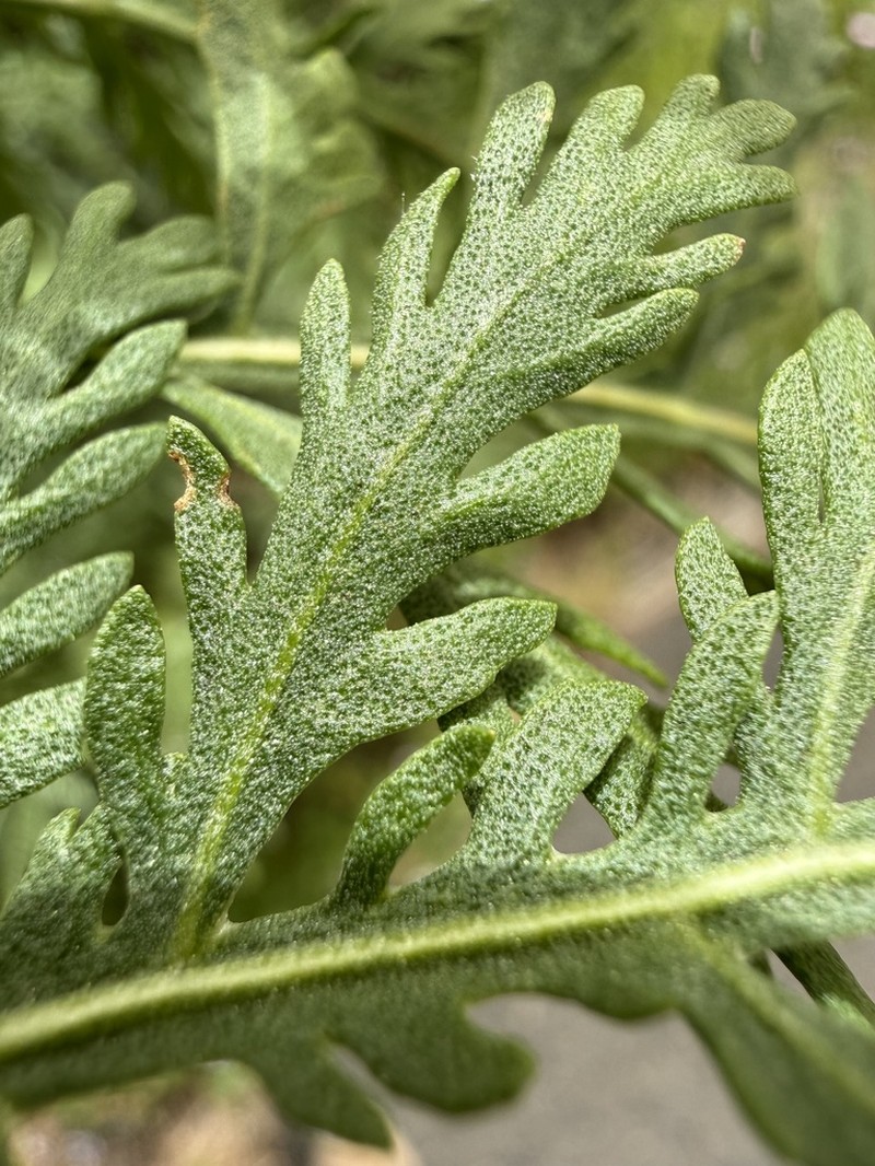 Gonospermum canariense