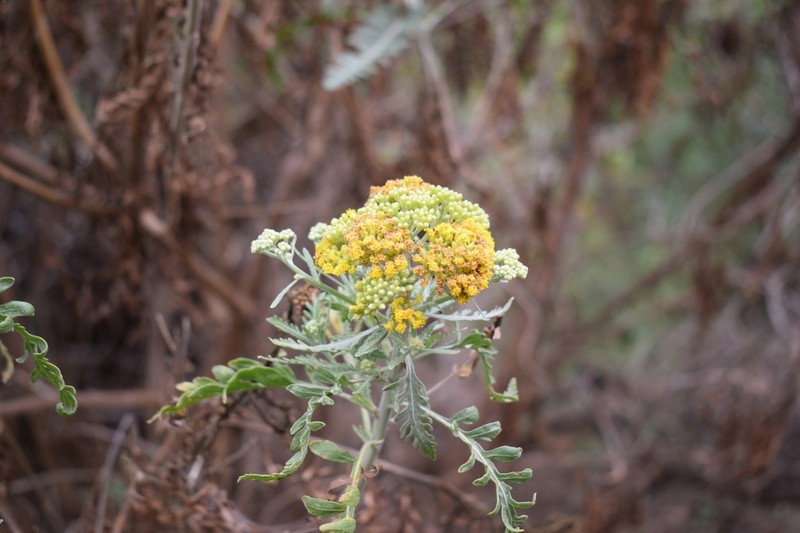 Gonospermum canariense photo 2