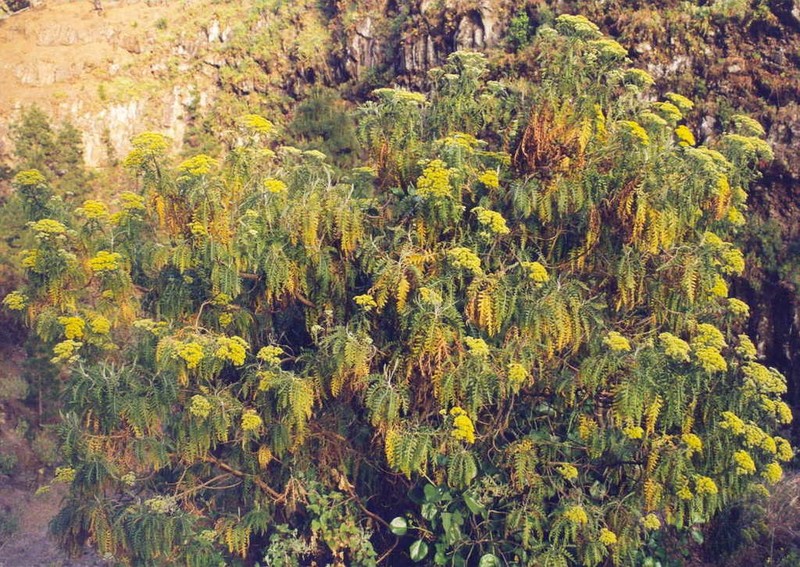 Gonospermum canariense photo 3