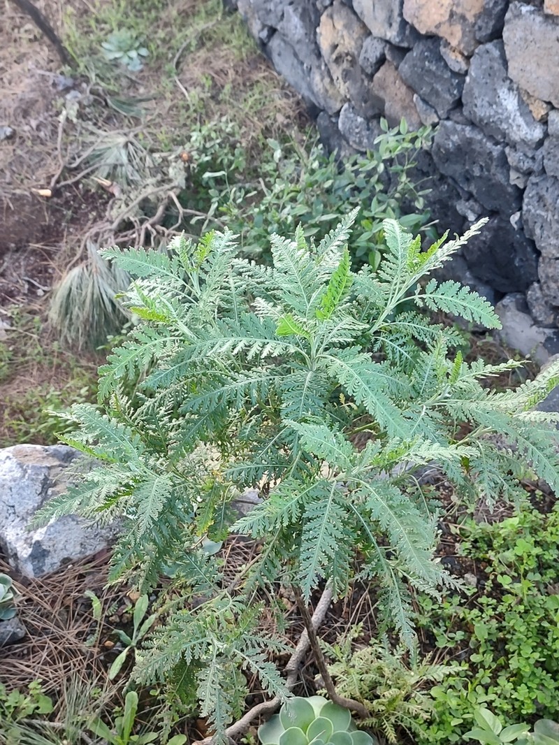 Gonospermum canariense photo 4
