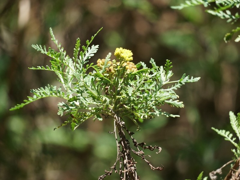 Gonospermum canariense photo 5