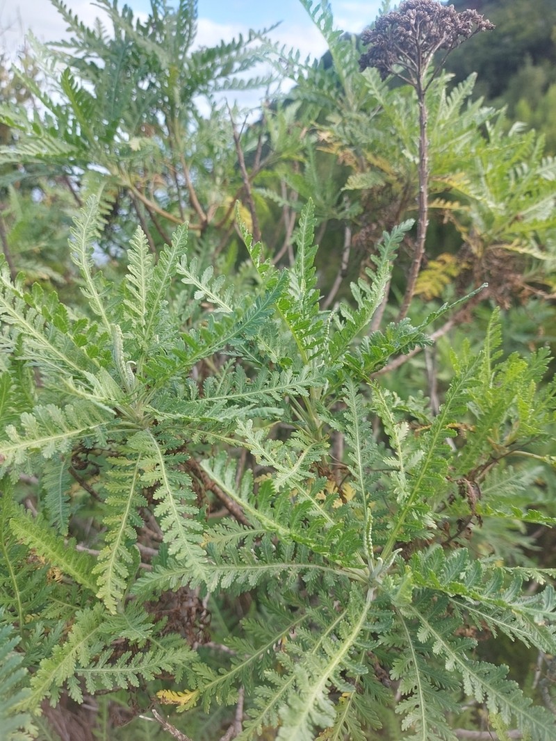 Gonospermum canariense photo 8